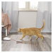 Hračka pro kočky, PetSafe® Laser Tail Light