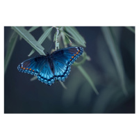 Fotografie Butterfly, Ivy, 40 × 26.7 cm