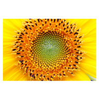 Fotografie Mathematical center of a sunflower, UrsaHoogle, (40 x 26.7 cm)