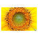 Umělecká fotografie Mathematical center of a sunflower, UrsaHoogle, (40 x 26.7 cm)