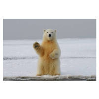 Fotografie Portrait of polar bear on sea,Russia, Belfalah  Soufian / 500px, 40 × 26.7 cm