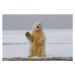 Fotografie Portrait of polar bear on sea,Russia, Belfalah  Soufian / 500px, 40 × 26.7 cm