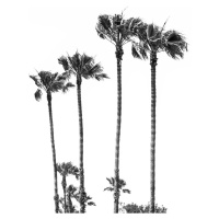 Umělecká fotografie Palm Trees at the beach, Melanie Viola, (26.7 x 40 cm)