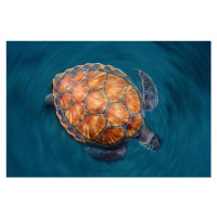 Fotografie Spin Turtle, Sergi Garcia, 40 × 26.7 cm