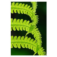 Umělecká fotografie Fresh green fern leaves. Macrophotography, Vlad Antonov, (26.7 x 40 cm)