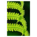Umělecká fotografie Fresh green fern leaves. Macrophotography, Vlad Antonov, (26.7 x 40 cm)