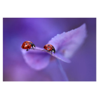 Fotografie Ladybirds on Hydrangea, Ellen van Deelen, 40 × 26.7 cm