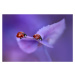 Fotografie Ladybirds on Hydrangea, Ellen van Deelen, 40x26.7 cm
