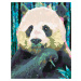 Malování podle čísel - BAREVNÁ PANDA Rozměr: 80x100 cm, Rámování: vypnuté plátno na rám