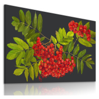 Obraz na plátně BERRY II. různé rozměry Ludesign ludesign obrazy: 80x60 cm