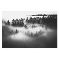 Umělecká fotografie Mysterious forest in fog at sunrise, monochrome, Milamai, (40 x 26.7 cm)