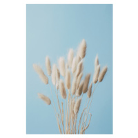 Fotografie Bunny Grass No 3, Studio Collection, (26.7 x 40 cm)