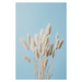 Fotografie Bunny Grass No 3, Studio Collection, 26.7 × 40 cm