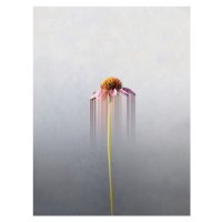 Fotografie Single flower, Marcus Cederberg, 30 × 40 cm