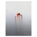 Fotografie Single flower, Marcus Cederberg, (30 x 40 cm)