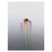 Fotografie Single flower, Marcus Cederberg, 30 × 40 cm