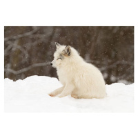 Umělecká fotografie Arctic fox-eyes closed, Adria  Photography, (40 x 26.7 cm)