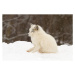 Fotografie Arctic fox-eyes closed, Adria  Photography, 40x26.7 cm