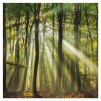 Fotografie Sunny start to the day ........, Piet Haaksma, (40 x 40 cm)