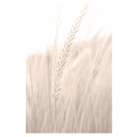 Fotografie Grass_001, Studio Collection, 26.7 × 40 cm