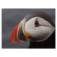 Fotografie puffin, Rostovskiy Anton, 40 × 30 cm