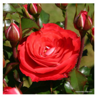 Růže Kordes 'Planten und Blomen' 2 litry