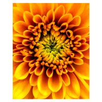 Umělecká fotografie A Chrysanthemum Flower, Gabriel Perez, (30 x 40 cm)