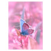 Fotografie Butterfly sitting on flower, Tatiana  Krylova, 30 × 40 cm