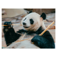 Fotografie portrait of a giant panda eating bamboo, PansLaos, 40 × 30 cm