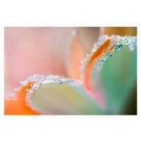 Fotografie Flower underwater with oxygen bubbles on, Colleen Slater, 40x26.7 cm