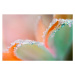 Fotografie Flower underwater with oxygen bubbles on, Colleen Slater, 40x26.7 cm