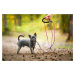 Nylonové vodítko pro psa | 128 cm Barva: Růžová, Délka vodítka: 260 cm