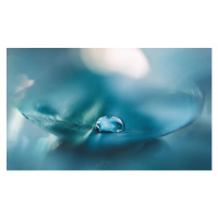 Fotografie Feathers aqua blue color with a, oxygen, 40 × 23.9 cm