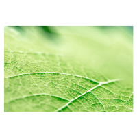Fotografie Green leaf vein textured shape of, Gregory_DUBUS, 40x26.7 cm