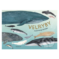 Velryby (Malovaný oceán) - Kelsey Oseid - kniha z kategorie Encyklopedie