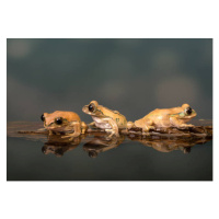 Fotografie Marbled Reed Frog off to swim, Lillian King, 40 × 26.7 cm