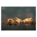 Fotografie Marbled Reed Frog off to swim, Lillian King, 40 × 26.7 cm