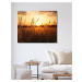 Obrazy na stěnu - Západ slunce na poli Rozměr: 40x50 cm, Rámování: bez rámu a bez vypnutí plátna