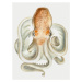 Ilustrace The Velodona Togata Octopus (Front) - Carl Chun, (30 x 40 cm)