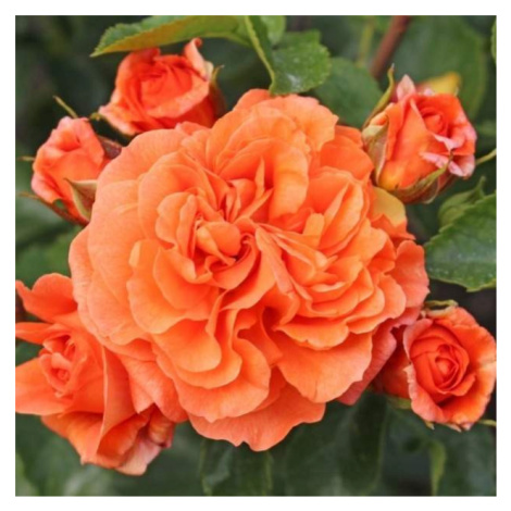 Růže Kordes 'Orangerie' 2 litry