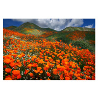 Ilustrace Lake Elsinore Poppy Reserve - Abundance, Jon Farmer, 40 × 26.7 cm