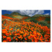 Ilustrace Lake Elsinore Poppy Reserve - Abundance, Jon Farmer, (40 x 26.7 cm)