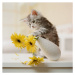 Umělecká fotografie Maine Coon Kitten knocking over yellow, GK Hart/Vikki Hart, (40 x 40 cm)