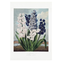 Ilustrace Hyacinths from The Temple of Flora (1807), Studio Collection, 30 × 40 cm