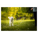 Azar nylonové vodítko pro psa | 300 cm Barva: Žlutá, Délka vodítka: 200 cm