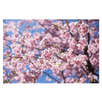 Fotografie Sweet sakura flower in springtime, somnuk krobkum, (40 x 26.7 cm)