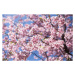 Fotografie Sweet sakura flower in springtime, somnuk krobkum, 40x26.7 cm