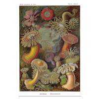 Plakát, Obraz - Ernst Haeckel - Seeanemonen, 61 × 91.5 cm