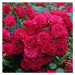Růže Kordes 'Gärtnerfreude' květináč 5 litrů