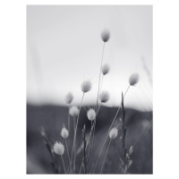 Fotografie Field Grass, Sisi & Seb, (30 x 40 cm)